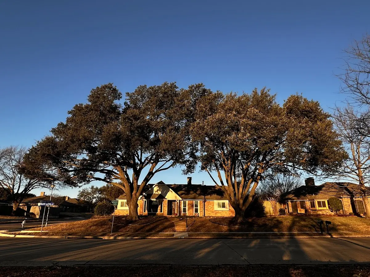 Established residential canopy tree shading a home in Castle Rock